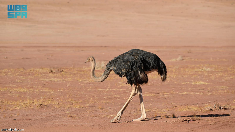 محمية نيوم.. إعادة توطين 6 أنواع من الحيوانات