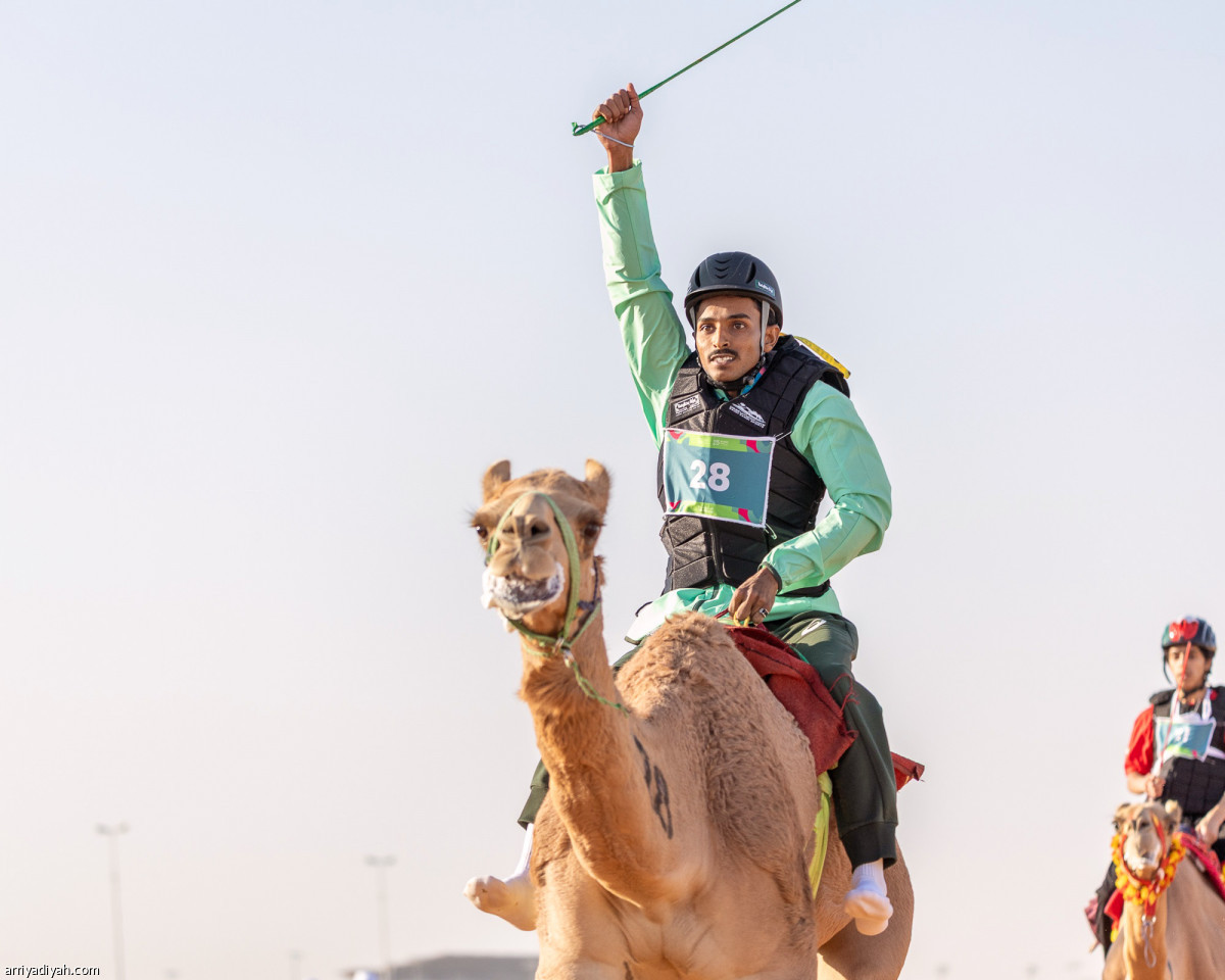 الهجن .. سيطرة سعودية