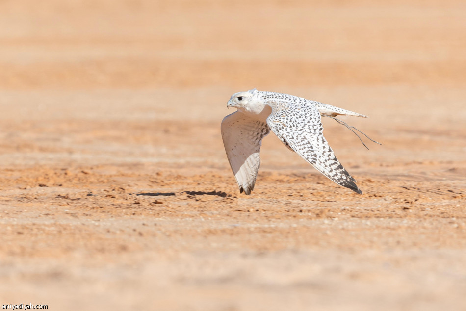 مهرجان الملك عبدالعزيز للصقور.. تمديد تسجيل الدوليين في «الملواح»